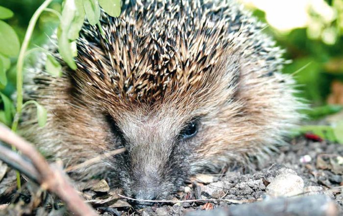 Igel - Foto: Marion N. Fiedler