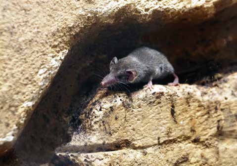 Etruskerspitzmaus, Foto: Zoo Dresden