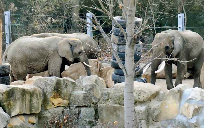 Tembo (rechts) hat sich in Dresden gut eingelebt. Foto Marion Doering